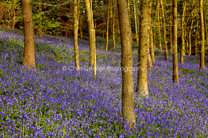 Bluebell Wood, North Yorkshire